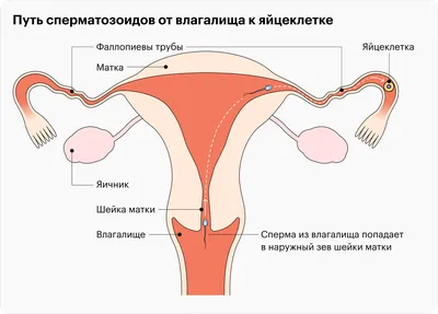 Детская оздоровительная йога - Скачать и распечатать бесплатно