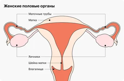 Как забеременеть при загибе шейки матки – клиника АльтраВита