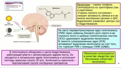 Зожник | В какой позе лучше всего спать: наука и сон