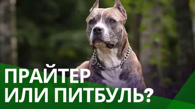 Собака Прайтер - описание породы, фото щенков и цена питбуля прайтер |  Pet-Yes