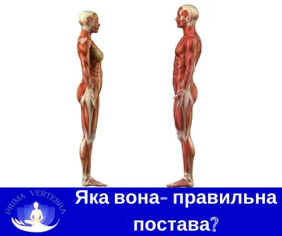 Какая осанка считается правильной? А вы знали что нет такого понятия-правильная  осанка. И «правильная»осанка, это та, с которой ничего не… | Instagram