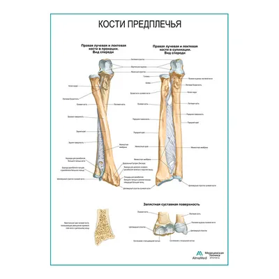 Захотел сильные предплечья | Пикабу