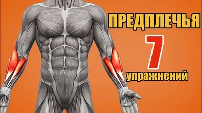 Предплечье Muscles - мышцы анатомии изолированные на бело- Illustr 3D  Иллюстрация штока - иллюстрации насчитывающей головка, деталь: 71505260