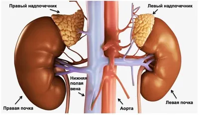 Клиника «Аб ово мед» | Tomsk