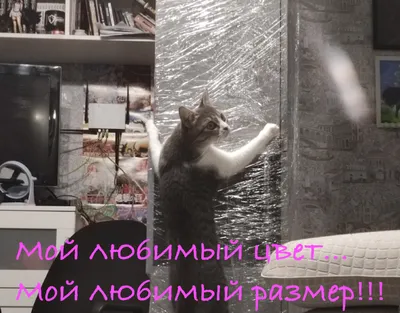 Winner of best looking cat in ±958 Random cat at a bodega checkout in 2023  / Приколы для даунов :: без перевода :: котэ (прикольные картинки с  кошками) :: разное / картинки,