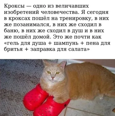 кот :: без перевода :: приколы для даунов :: cats / смешные картинки и  другие приколы: комиксы, гиф анимация, видео, лучший интеллектуальный юмор.