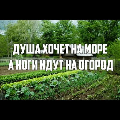 😄#юмор #мойюмор #дача #огород #смехдослёз #приколы #смешноевидео | TikTok