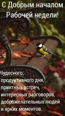 Понедельник доброе утро | Доброе утро, Яркие цитаты, Счастливые картинки