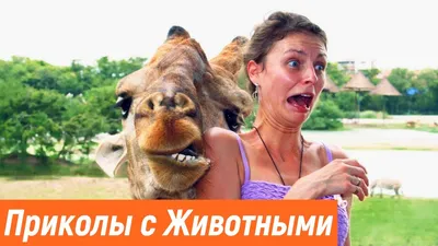 Новые картинки прикольные смешные