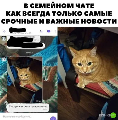 Буквы на фоне :: смешные картинки (фото приколы) :: котэ (прикольные  картинки с кошками) / смешные картинки и другие приколы: комиксы, гиф  анимация, видео, лучший интеллектуальный юмор.