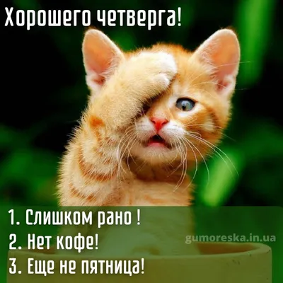 С добрым утром! #утро #новыйдень... - Мемы/Комиксы/Приколы | Facebook