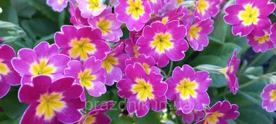 Примула обыкновенная / бесстебельная (Primula vulgaris, acaulis) - «Самые  первые порадуют своим цветением после зимы! 🌸 Чудесные, весенние,  неприхотливые примулы. 🌸 Мой опыт выращивания.» | отзывы