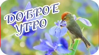 Доброе утро! 🌸 \"Доброе утро\" - щебечет природа... 🌸 Доброго утра желаю  тебе!🌸 Good morning! - YouTube