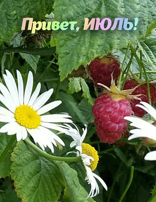 Июльский привет...) 🌻🍓🍉🍒🌼🌱🌾🍎 Середина года, середина света,  Середина лучшего всего... | ВКонтакте