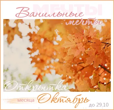 🍂Привет, октябрь!🍂 🍁Вот и настал самый красочный период осени! Самое  время выезжать за город со своим питомцем и создавать яркие осенние… |  Instagram