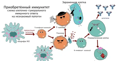 Естественный иммунитет