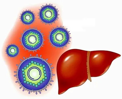 Симптомы Гепатита B. Печеночные признаки печени дня сознания. Рак  профилактики плоских здоровья человека пациент или Иллюстрация вектора -  иллюстрации насчитывающей людск, печеночно: 213326468