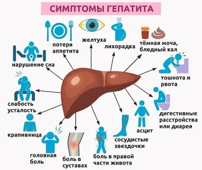 Гепатит С – все о заболевании простыми словами