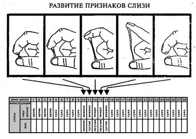 Как определить овуляцию? - YouTube