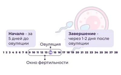 Признаки и симптомы овуляции. ❓Что... - Медицинский Центр ЧА | Facebook