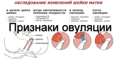 Как определить овуляцию в домашних условиях и на УЗИ? | Центр репродукции  «Линия жизни» в Москве