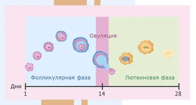 Первые признаки беременности до задержки, симмптомы на ранних сроках