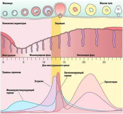 Что такое овуляция и какие у неё симптомы — блог медицинского центра ОН  Клиник