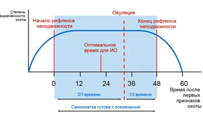 ᐉ Овуляция: что это и когда она происходит, признаки и симтомы