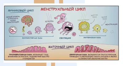 Признаки овуляции фото