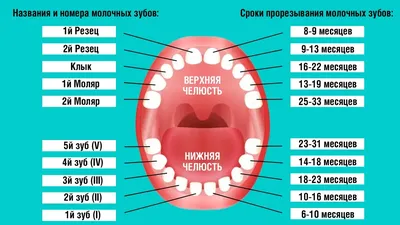 Прорезывание зубов у детей: гид для родителей