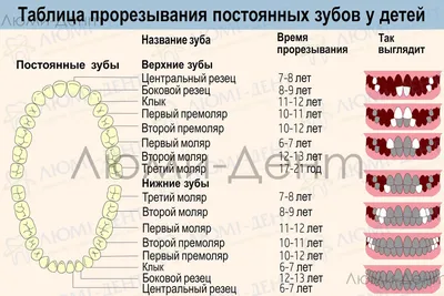 Когда у детей режутся зубы, симптомы и как снять боль новорожденному малышу