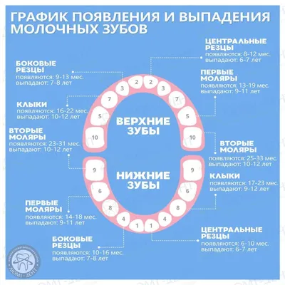 Прорезывание зубов у детей - порядок, схема, сроки прорезывания молочных  зубов у ребенка по месяцам