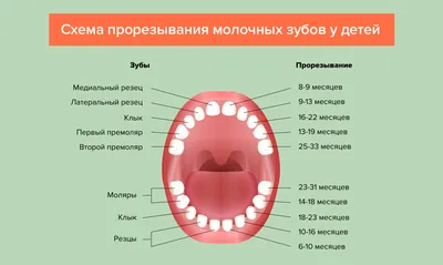 Прорезывание зубов у детей ❘ Стоматология Кристалл