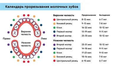 Прорезывание зубов - Семейная Клиника Александровская