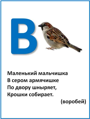 Обучающая книга «Азбука загадок», В. Степанов, формат А5, 8 стр. купить за  65 рублей - Podarki-Market