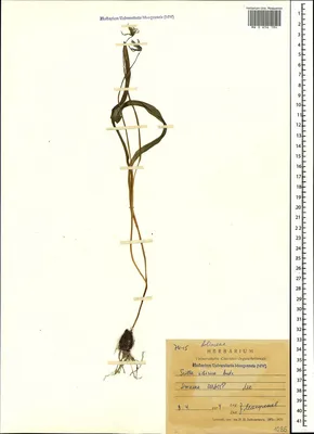 Scilla Siberica Пролеска Сибирская #copicmarkers #leuchtturm1917 |  Ботанические иллюстрации, Ботанические рисунки, Первоцветы