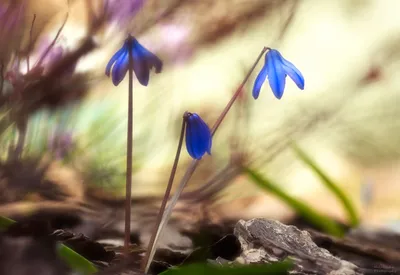 Пролеска сибирская (Scilla siberica) - «Пролеска сибирская очарует вас  своими застенчивыми, сине-голубыми цветочками, каждый год появляющимися в  весеннем саду.» | отзывы