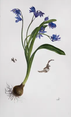 blooming_moscow - 🌿 Пролеска сибирская - Scilla sibirica... | Facebook