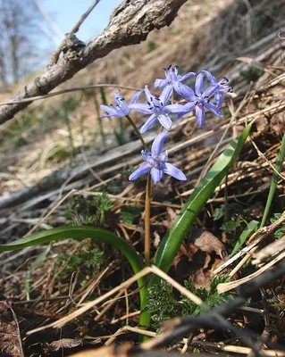 Пролеска (Сцилла) сибирская / Scilla siberica - Луковицы Пролесков (Сцилл)  - купить недорого пролески (сциллы) в Москве в интернет-магазине Сад вашей  мечты