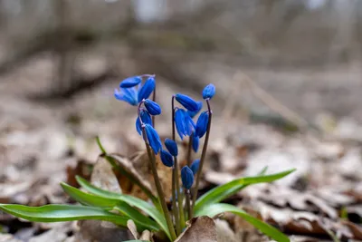 Каталог — Сцилла (пролеска) сибирская (Scilla siberica) купить саженцы,  семена и луковицы.