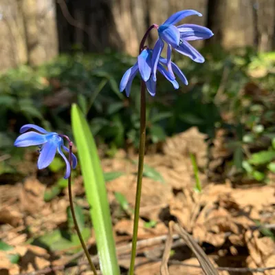 Пролеска сибирская Scilla siberica