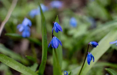 Пролеска сибирская (Scilla siberica) - «Чудо дивное из леса - пролеска-подснежник,  но не голубая, а белая. Как завести у себя на участке белую пролеску» |  отзывы