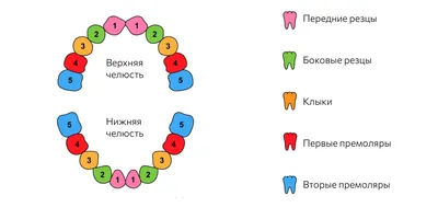 Глазные Зубы У Детей 9 Фото Клыки У Ребенка ЛюмиДент