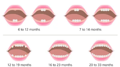 Прорезывание зубов у ребенка | Лечение и профессиональный уход - блог  стоматологической клиники Complex Dent в Киеве
