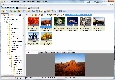 Бесплатный просмотрщик фотографий XNView
