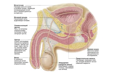 Заболевания простаты: все что нужно знать о болезнях предстательной железы