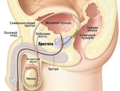 Хронический простатит - признаки, симптомы, диагностика и лечение