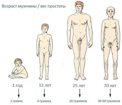 Предстательная железа (простата): где находится, где болит, строение,  функции