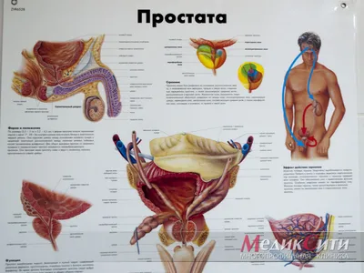 Хронический простатит | Симптомы, причины, лечение у мужчин ᐉ Гармония  здоровья