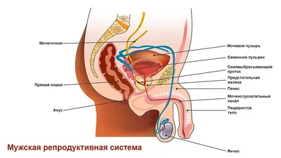 Предстательная железа (простата): где находится, где болит, строение,  функции